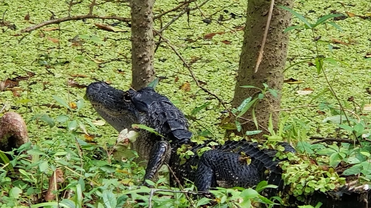 Photo of Others in Citrus Springs