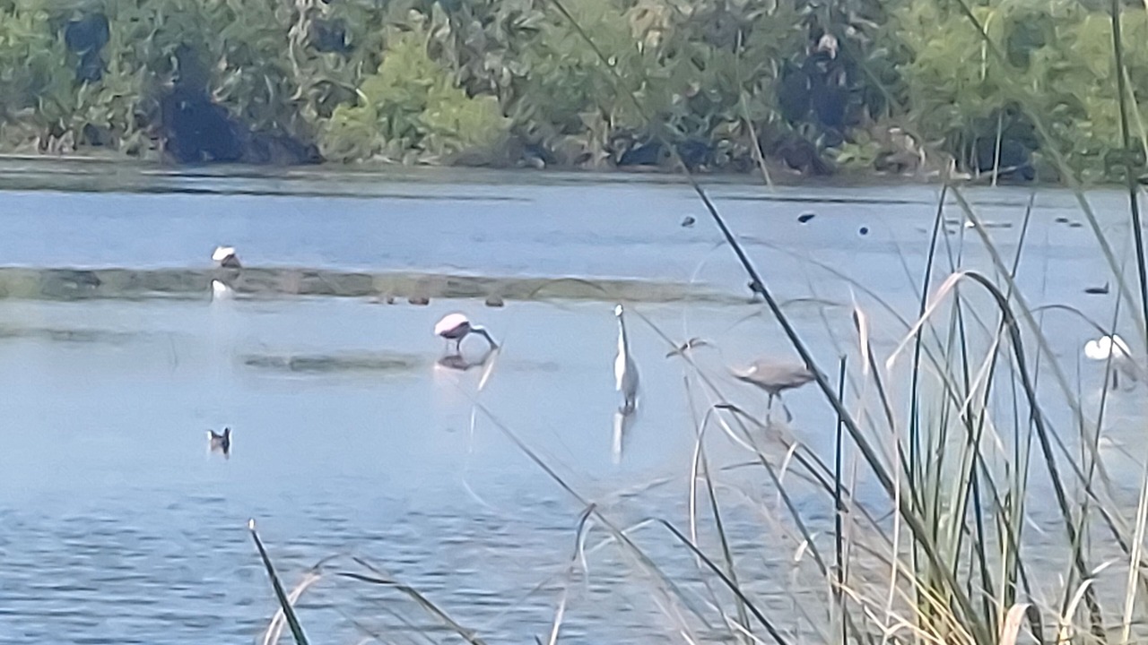 Photo of Others in Palmer Ranch