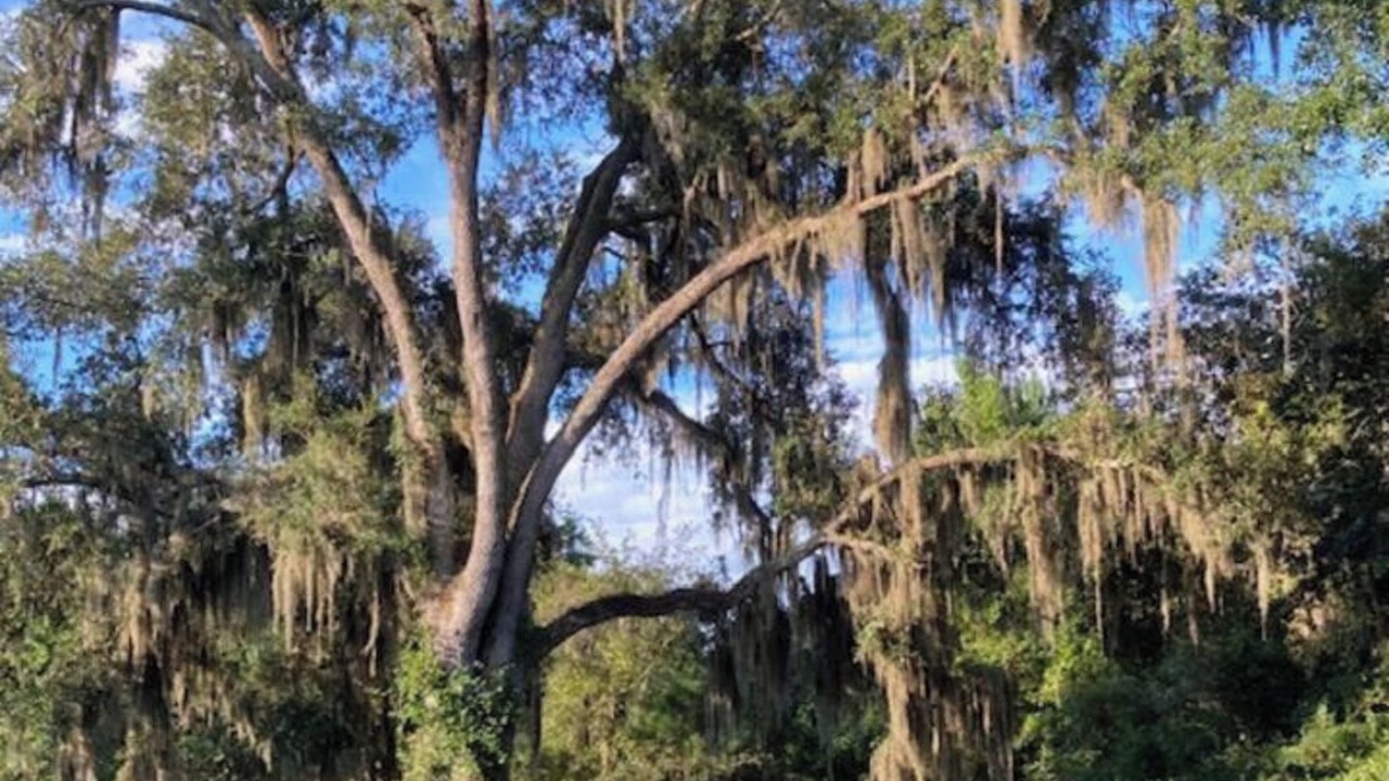 Photo of Others in Yulee