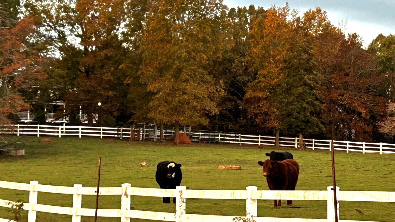 Photo of Others in Travelers Rest