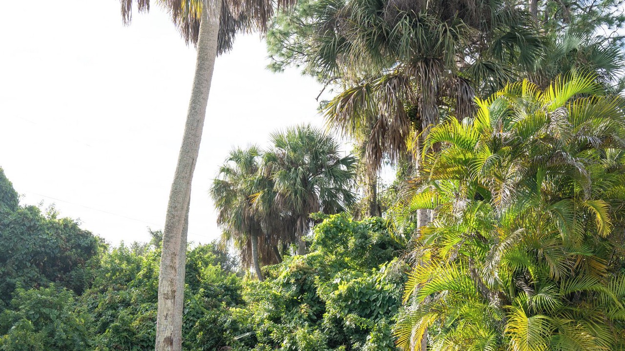 Photo of Outdoor in Fort Myers