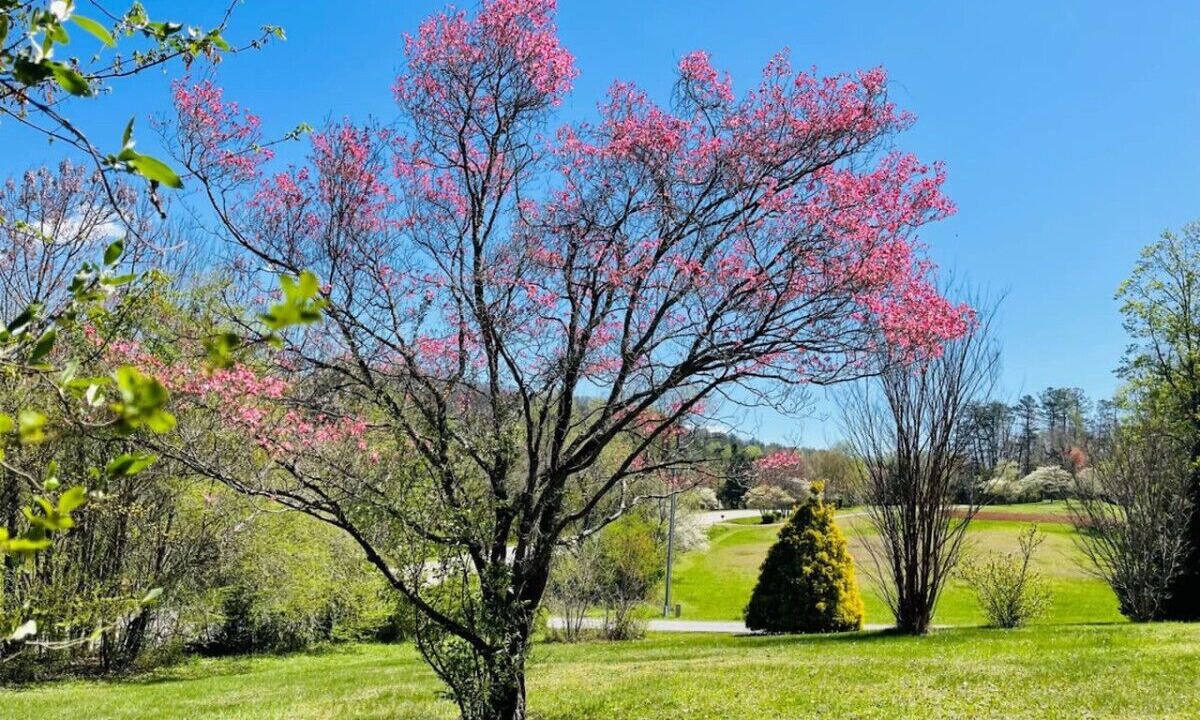 Photo of Others in Blairsville