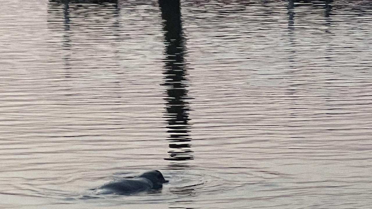 Photo of Others in Volusia County