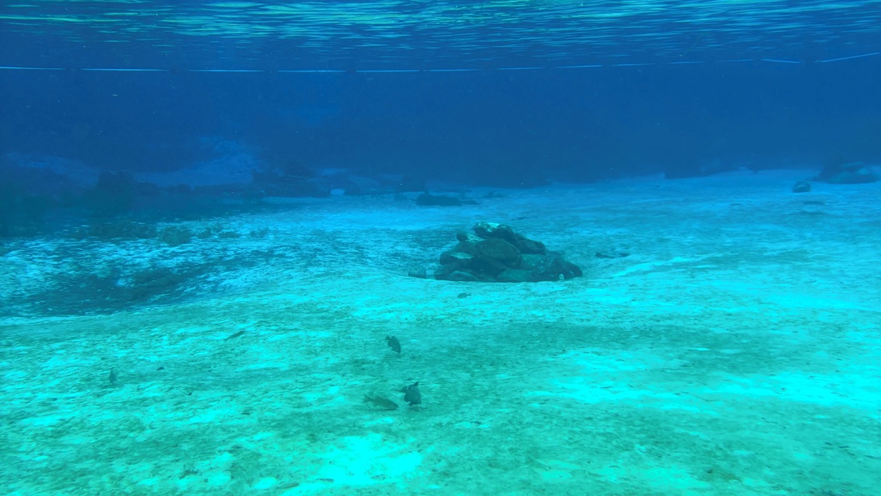 Photo of Others in Citrus Springs