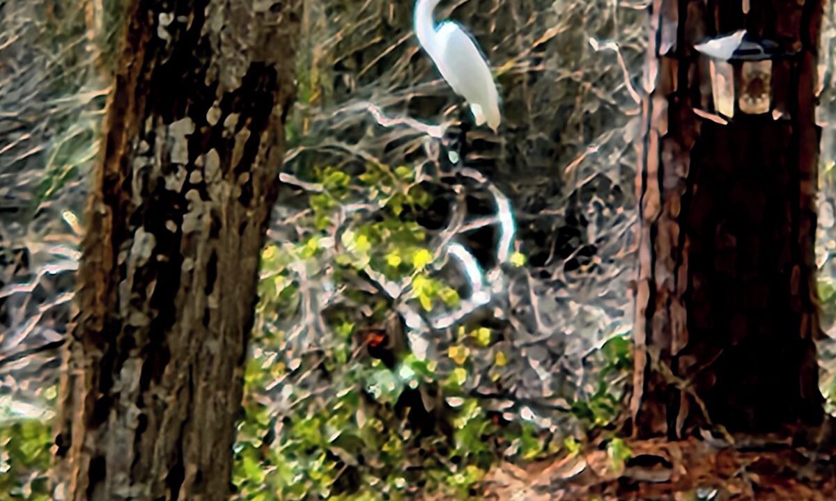 Photo of Others in Yulee
