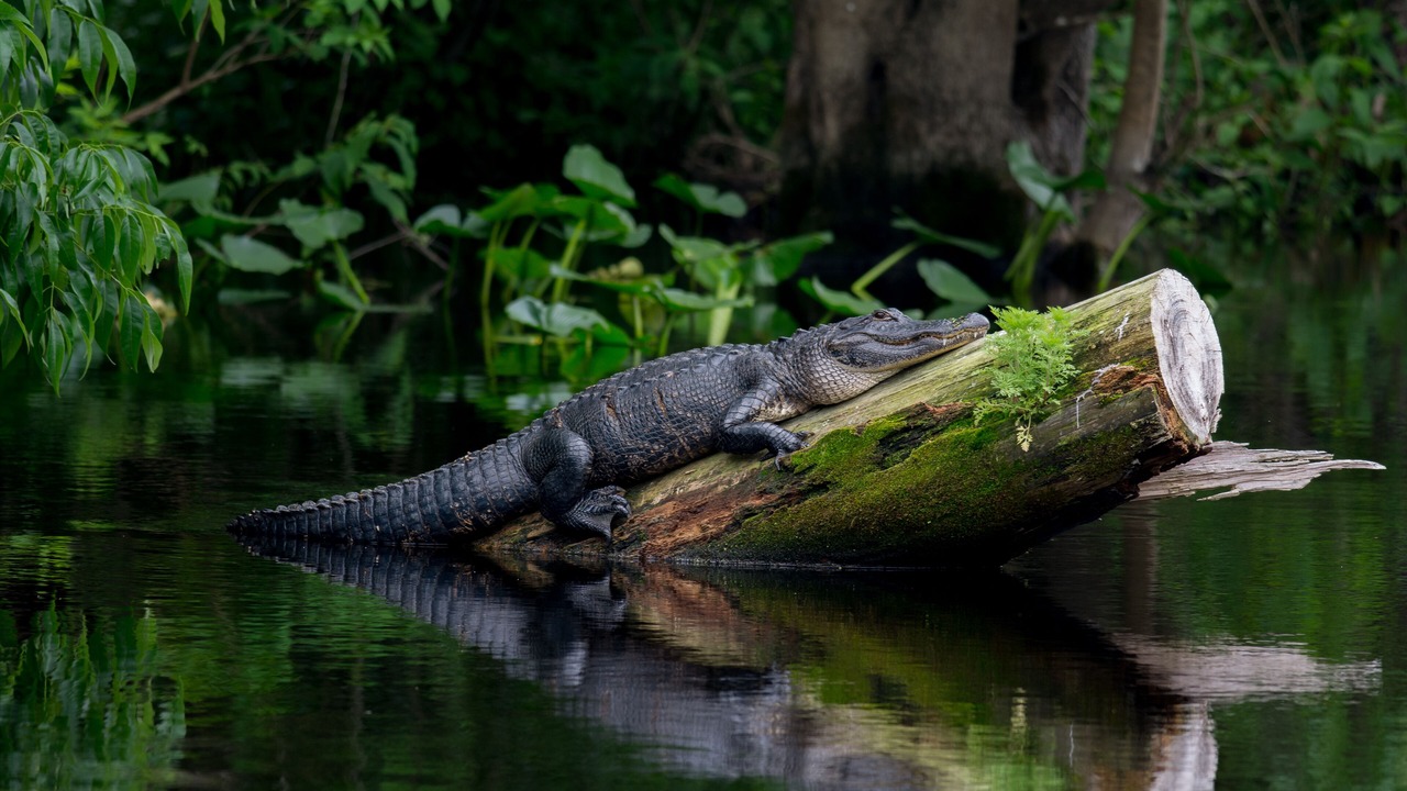 Photo of Others in Sanford