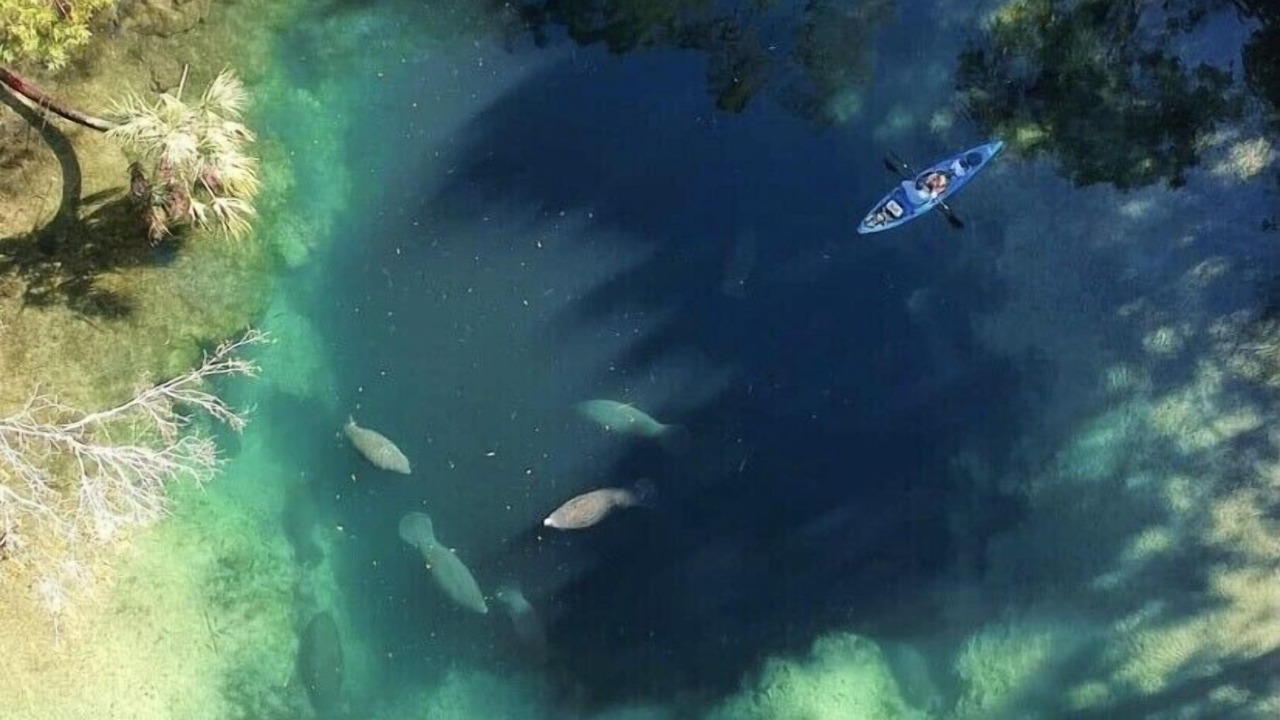 Photo of Others in Weeki Wachee Gardens