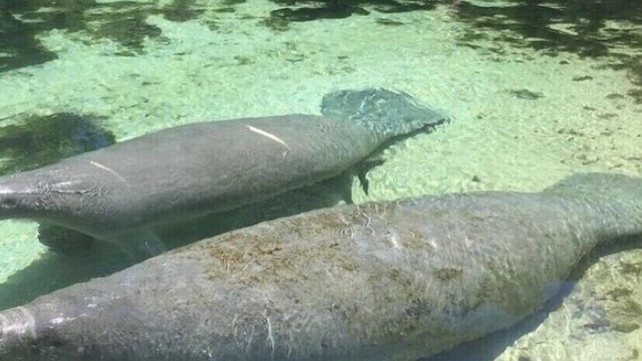 Photo of Others in Weeki Wachee Gardens