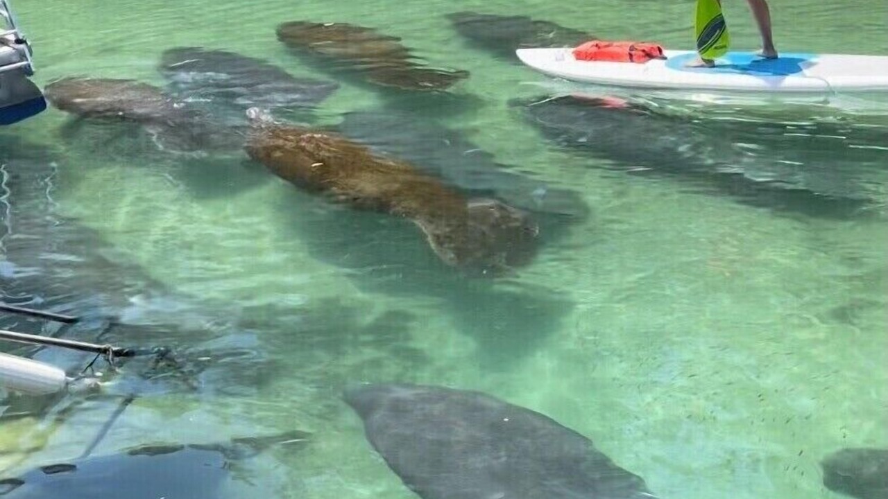 Photo of Others in Weeki Wachee Gardens
