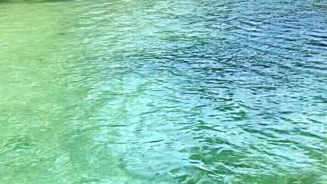 Photo of Others in Weeki Wachee Gardens