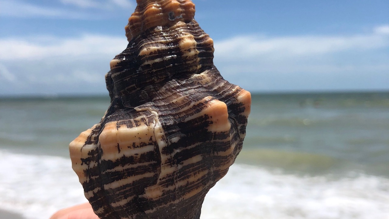 Photo of Others in Cape Coral