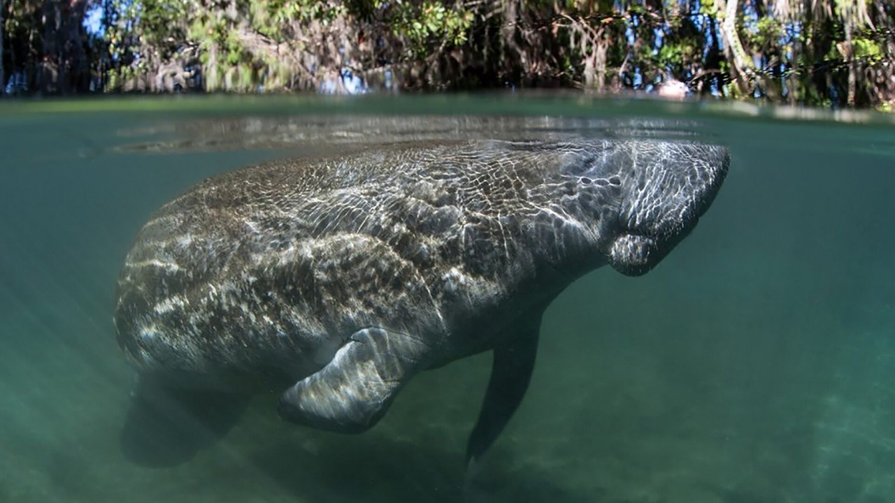Photo of Others in Ormond-by-the-Sea
