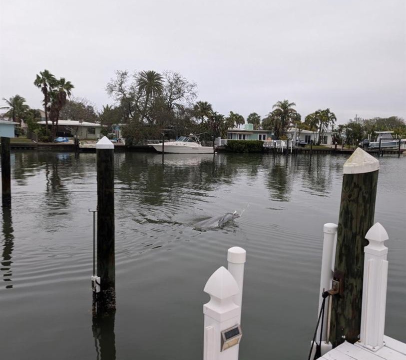 Photo of Others in Indian Rocks Beach