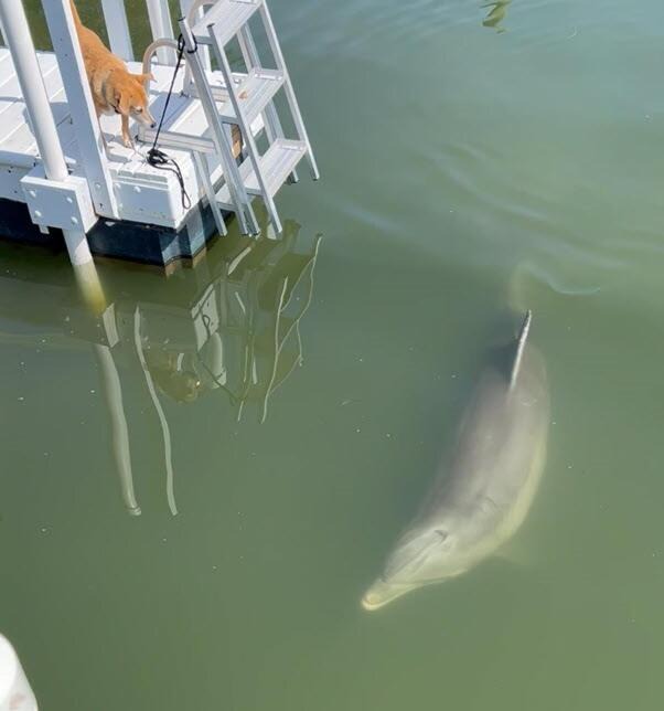 Photo of Others in Indian Rocks Beach