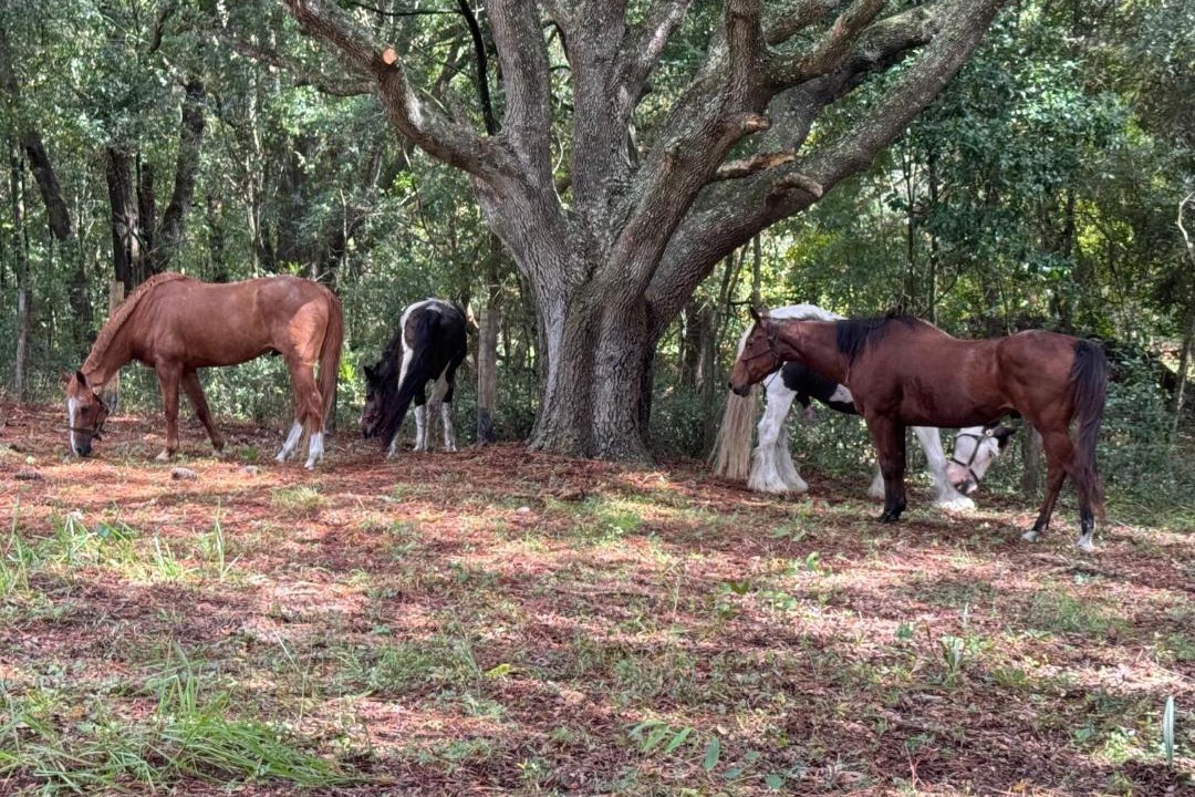 Photo of Others in Ocala