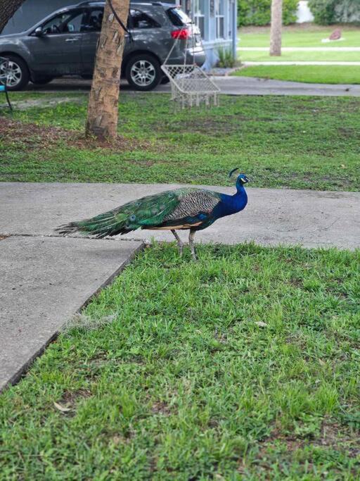 Photo of Others in Homosassa