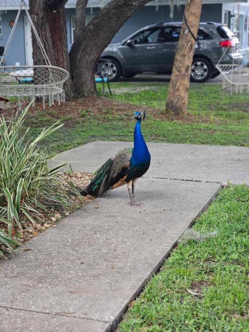 Photo of Others in Homosassa