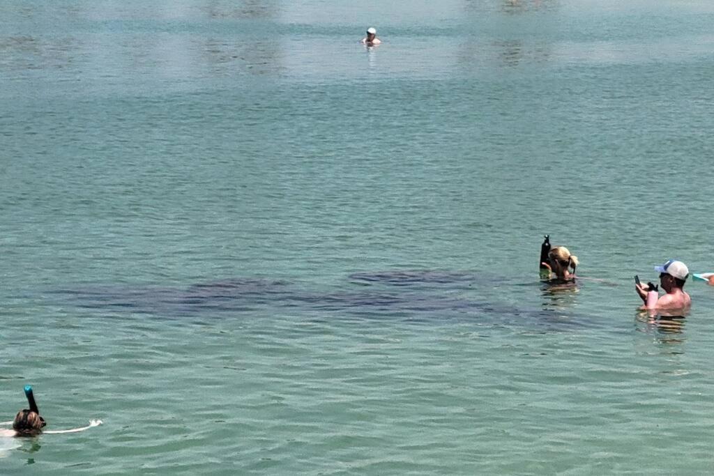 Photo of Human In Picture in Nokomis