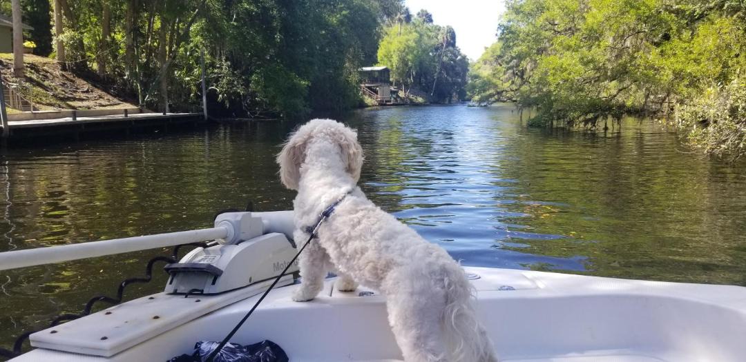 Photo of Others in Crystal River