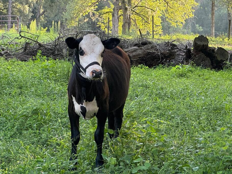 Photo of Others in Ocala