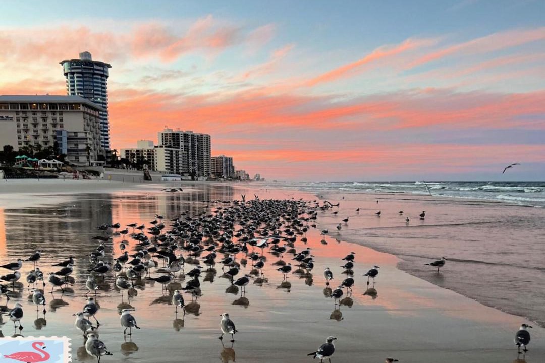 Photo of Others in Daytona Beach Shores