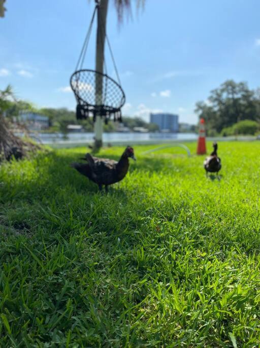 Photo of Others in Tampa