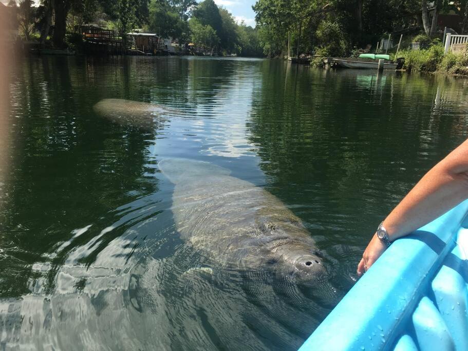Photo of Others in Weeki Wachee Gardens