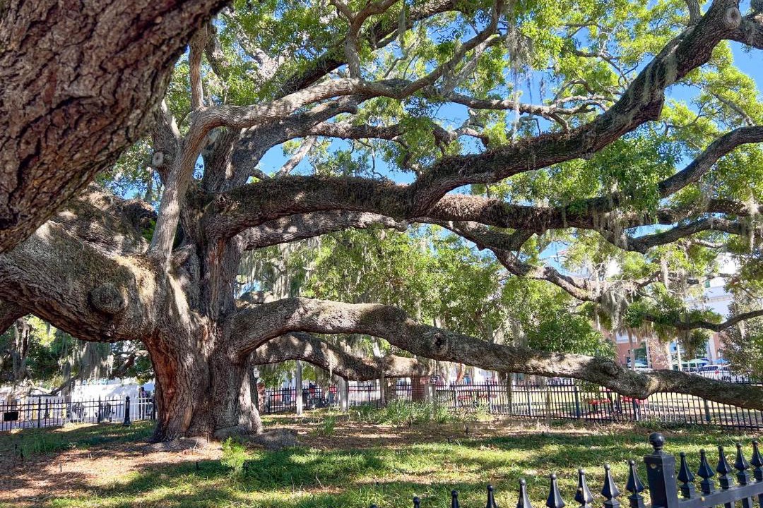 Photo of Others in Safety Harbor