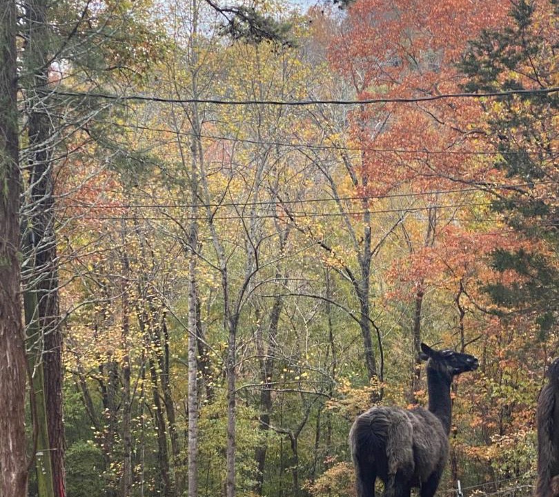 Photo of Others in Hixson