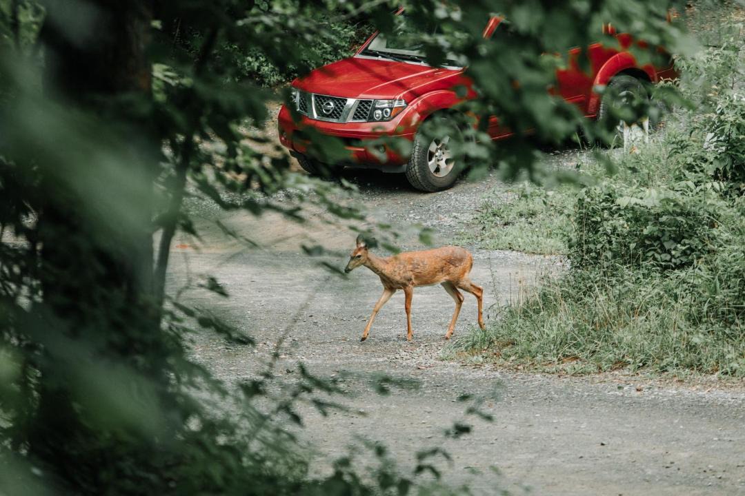 Photo of Others in Blue Ridge