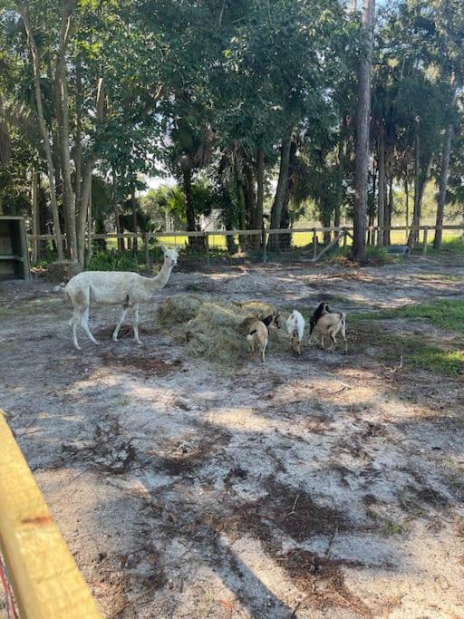 Photo of Others in West Palm Beach