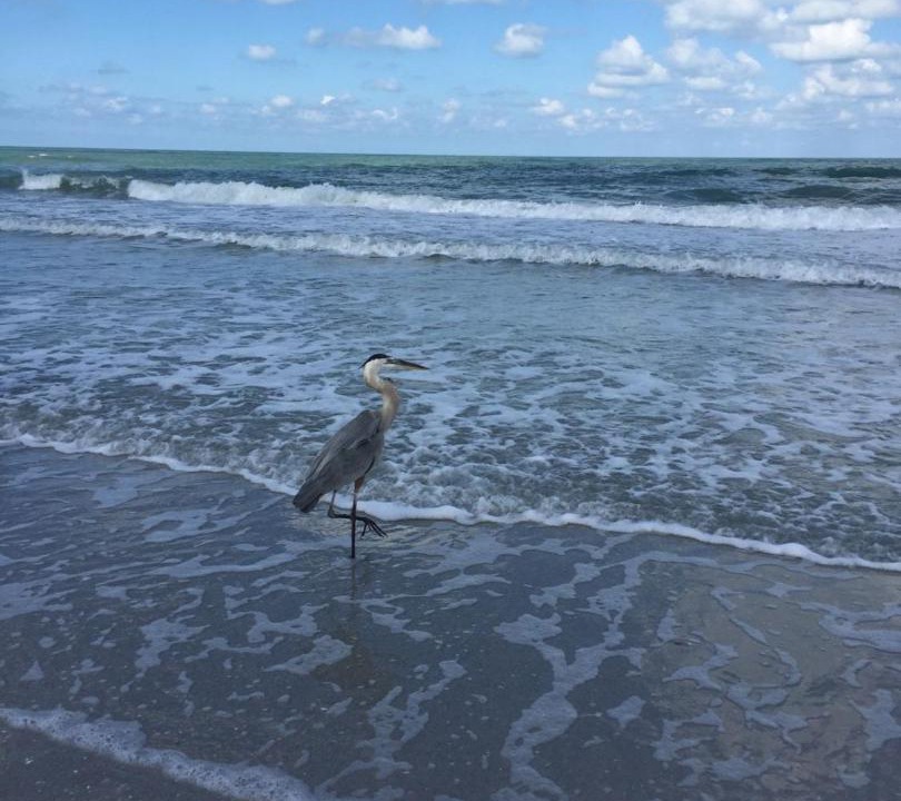 Photo of Others in Indian Rocks Beach
