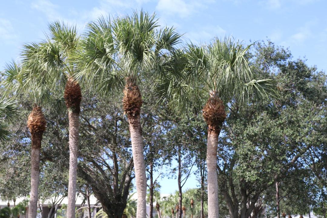 Photo of Others in Plantation
